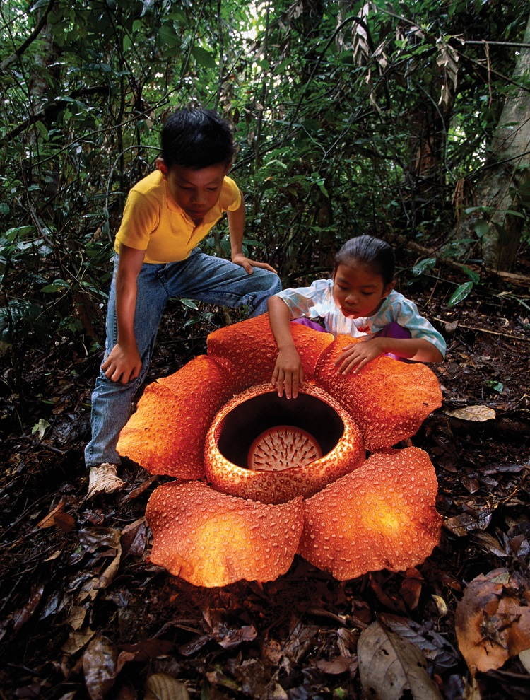 largest flower