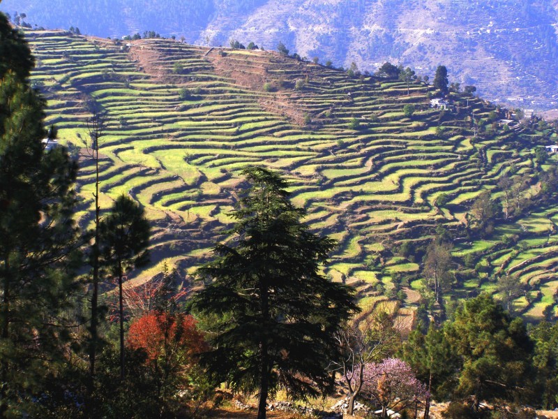 ranikhet