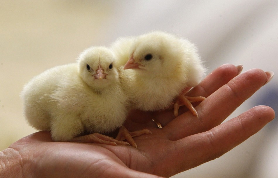 4363-chickens-toddlers