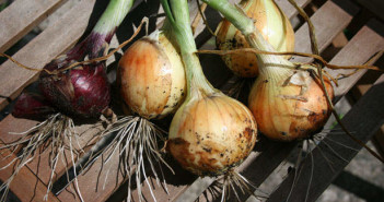 organically grown onions