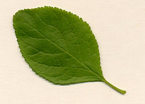 plum leaves