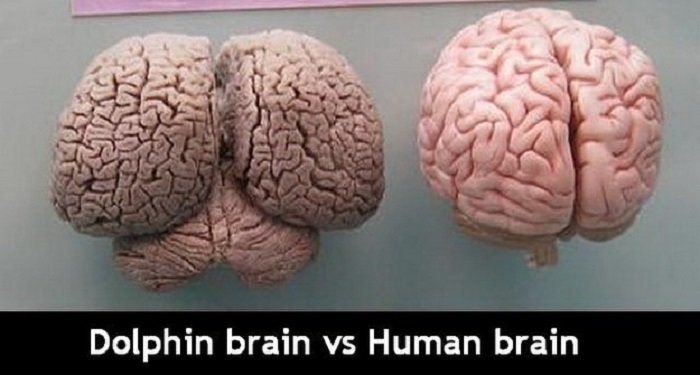 Dolphin+brain+vs+human+brain_1d3158_5521347
