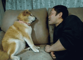 just-stop-dog-gif