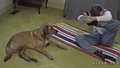real-yoga-dog